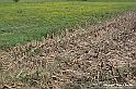 VBS_5281 - La solita strada... il grano da crescere, i campi da arare...